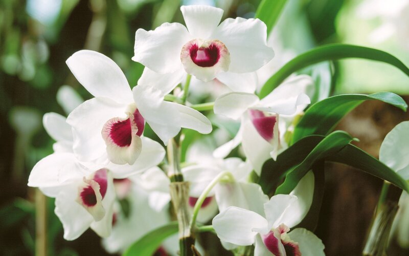 white orchids with purple centers
