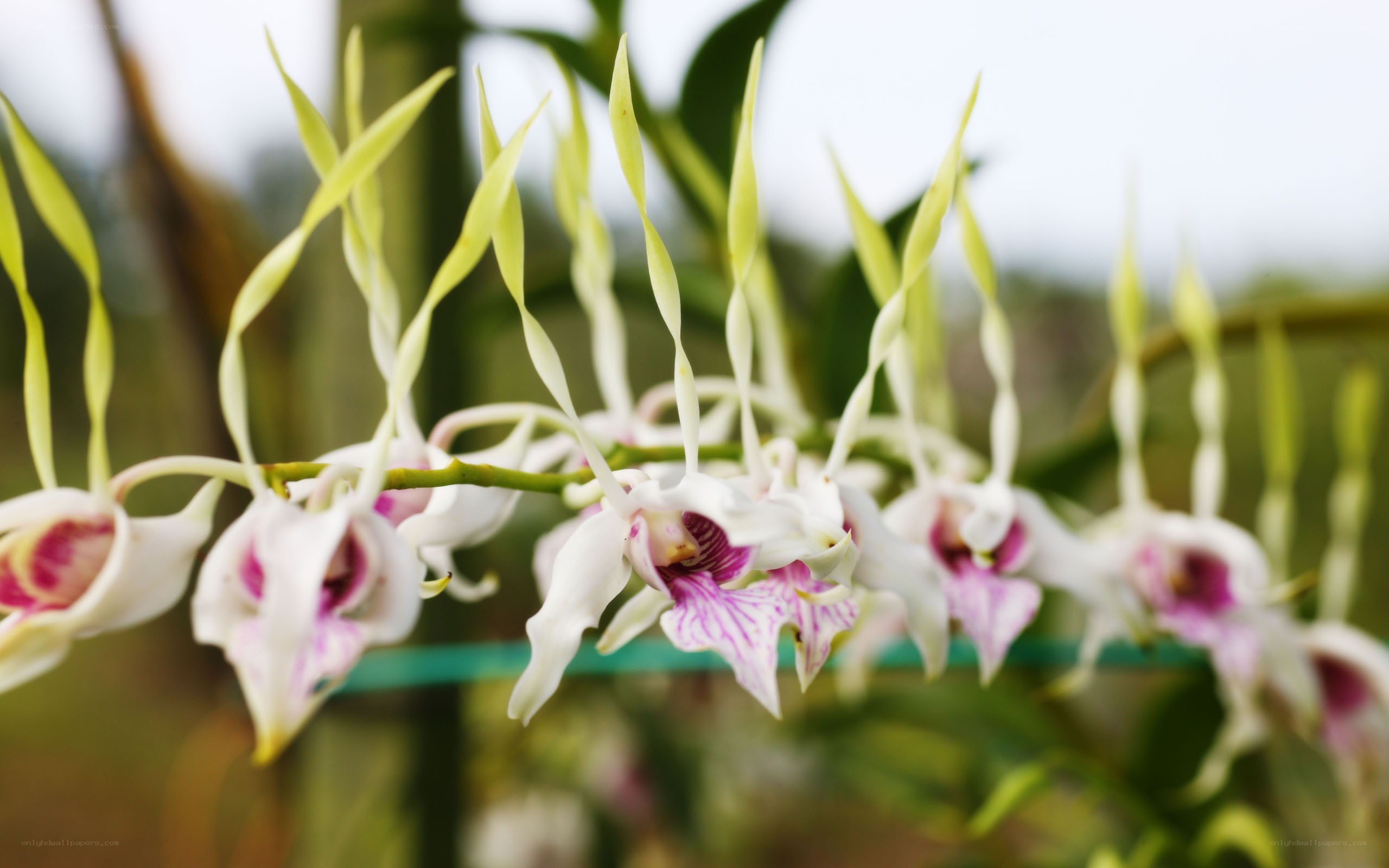 White orchids with purple centers