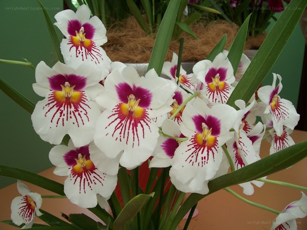 white orchids with purple centers