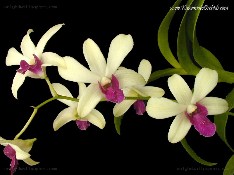 white orchids with purple centers