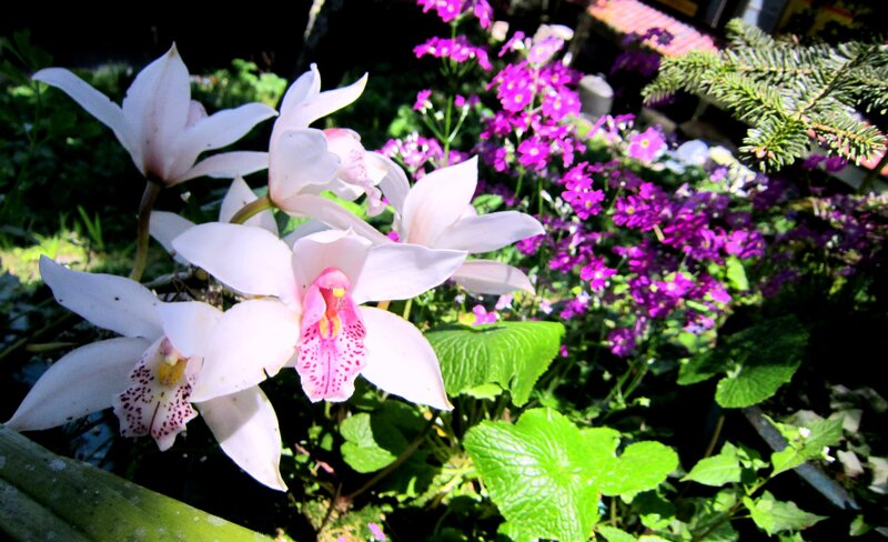 White Orchids with Purple Flowers
