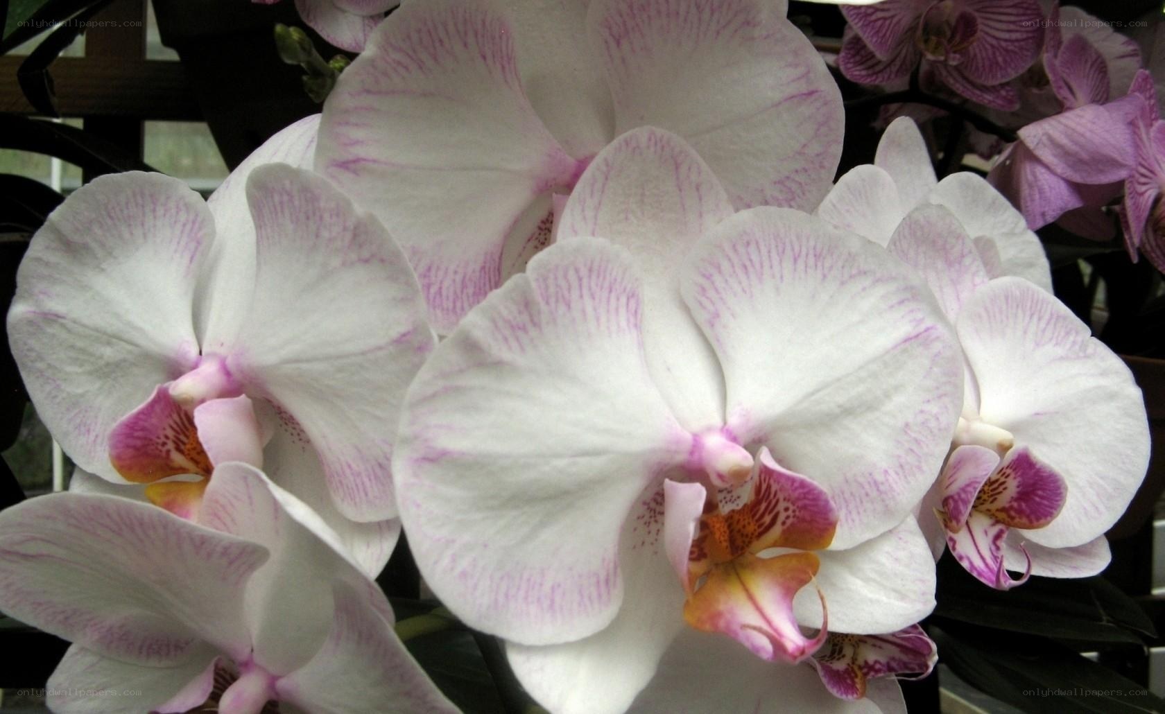 white orchids with purple markings
