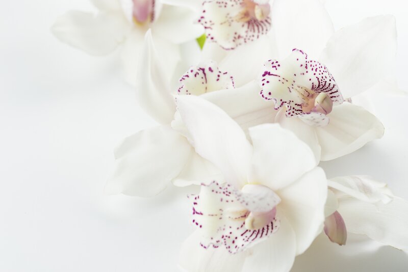 White orchids with purple spots