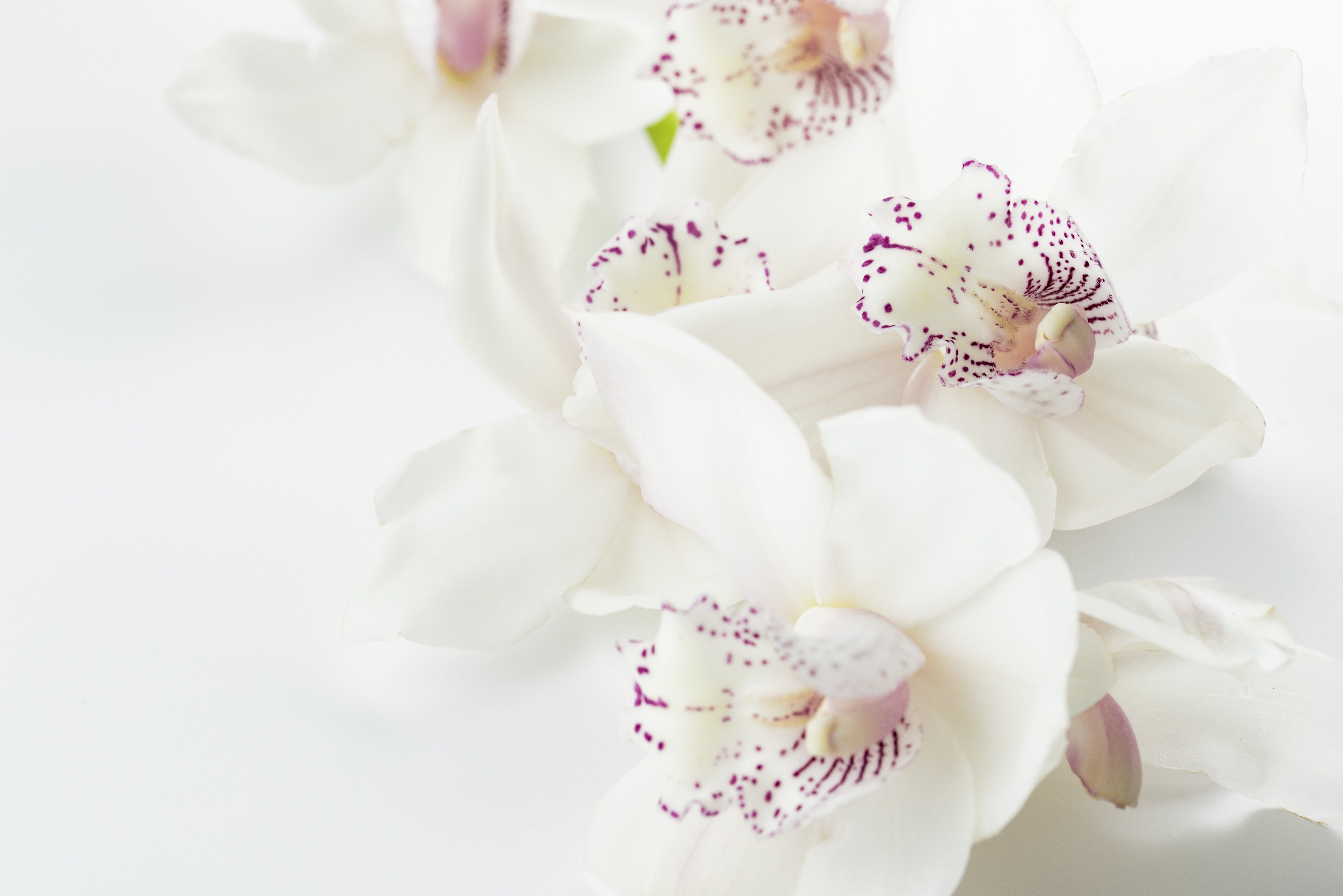 White orchids with purple spots