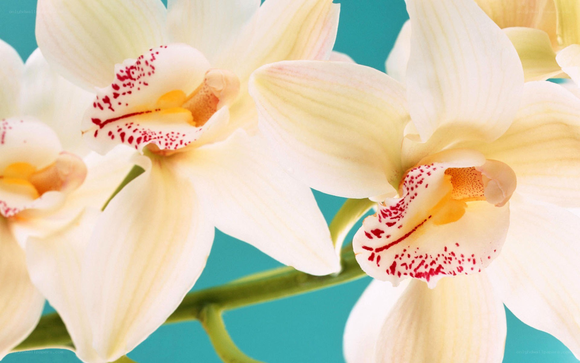 white orchids with red speckles