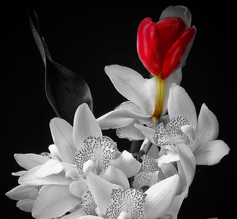 White Orchids with Red Tulip