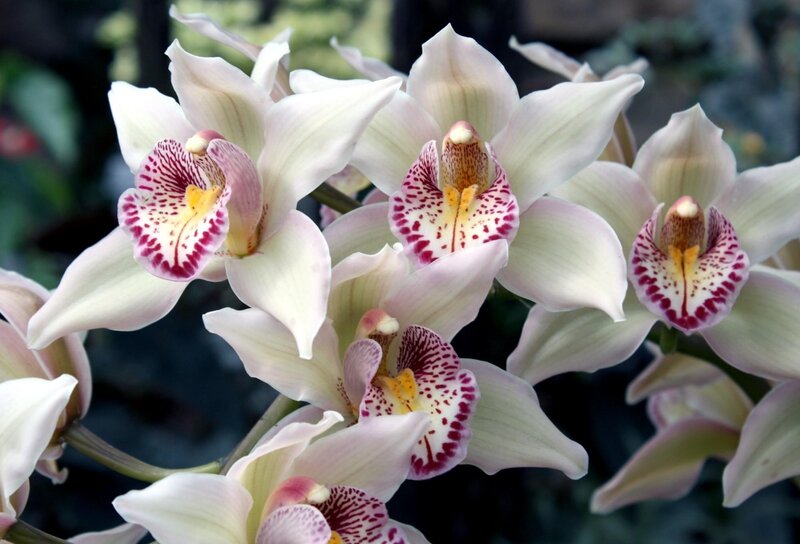 white orchids with speckled centers