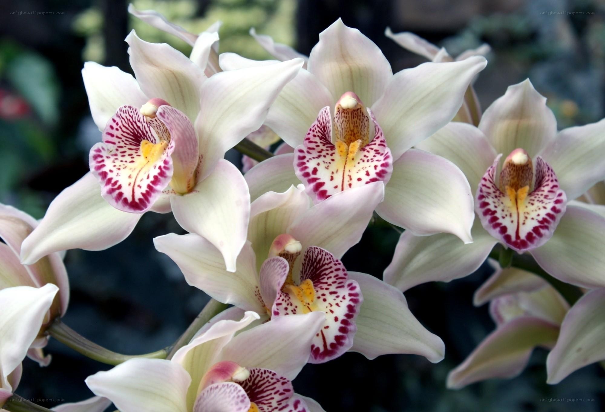 white orchids with speckled centers