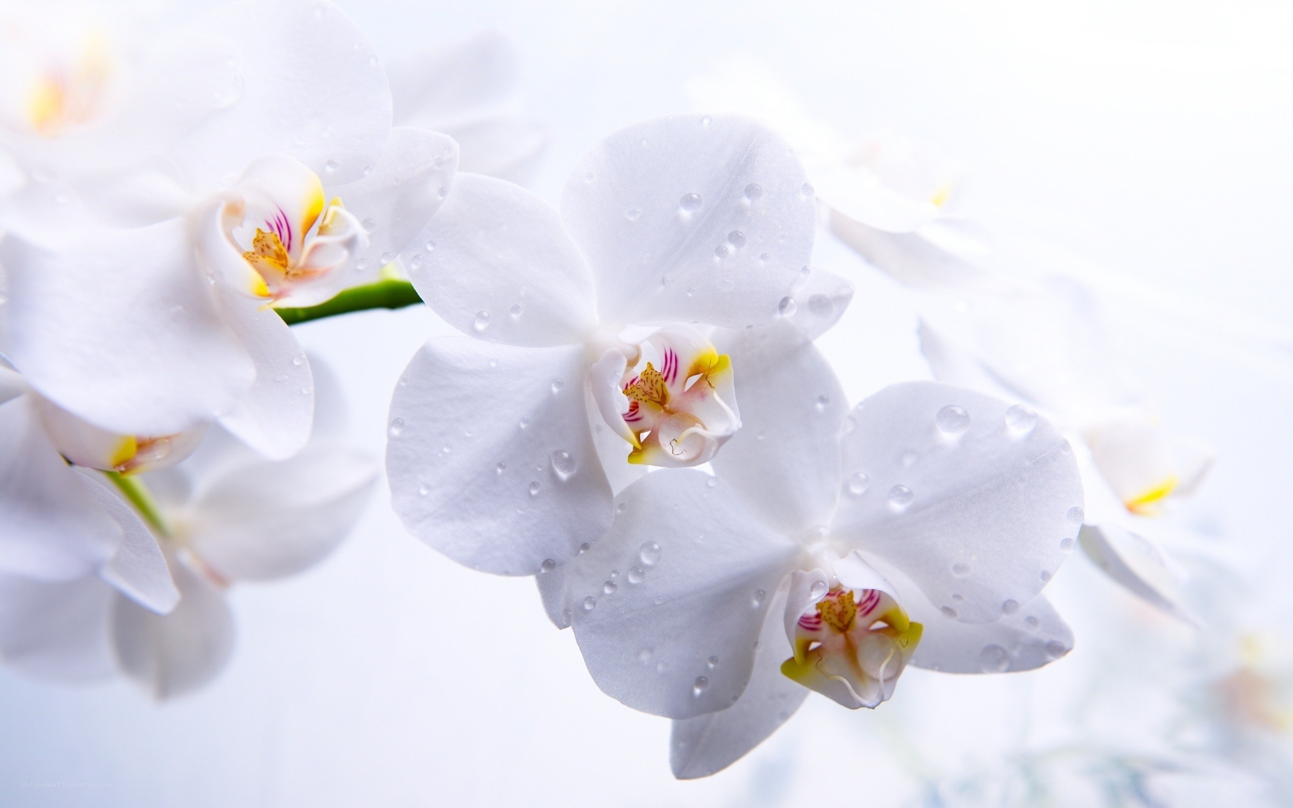 White orchids with water droplets