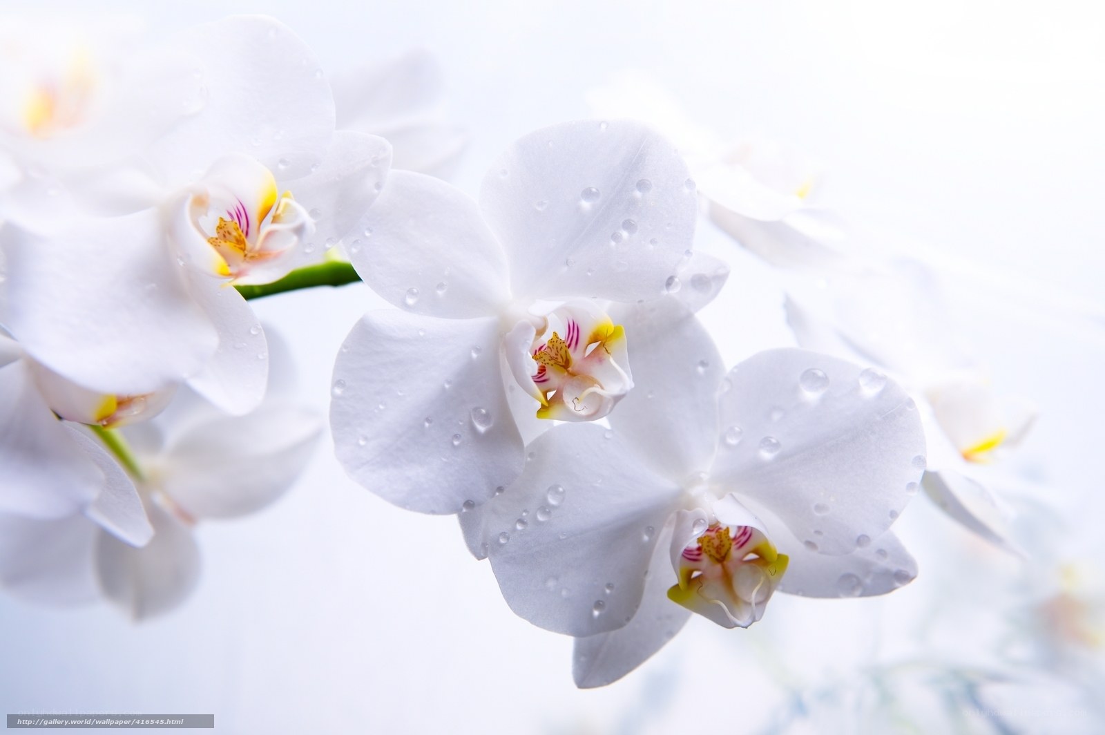White orchids with water droplets