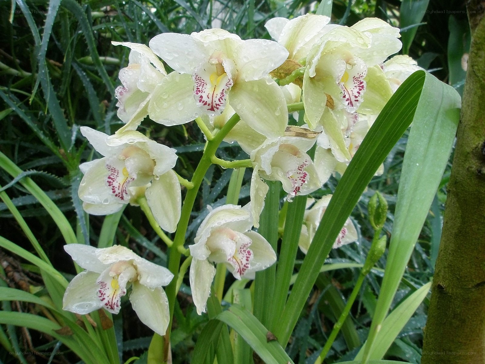 white orchids with water droplets
