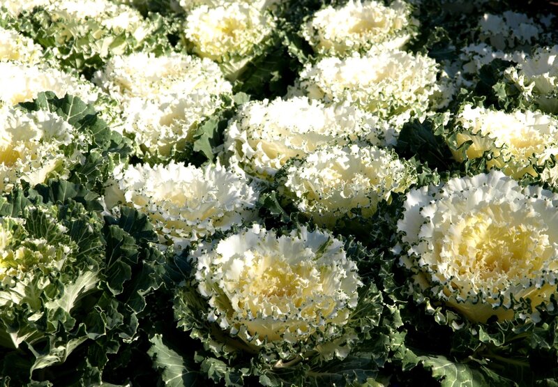 White ornamental kale plants