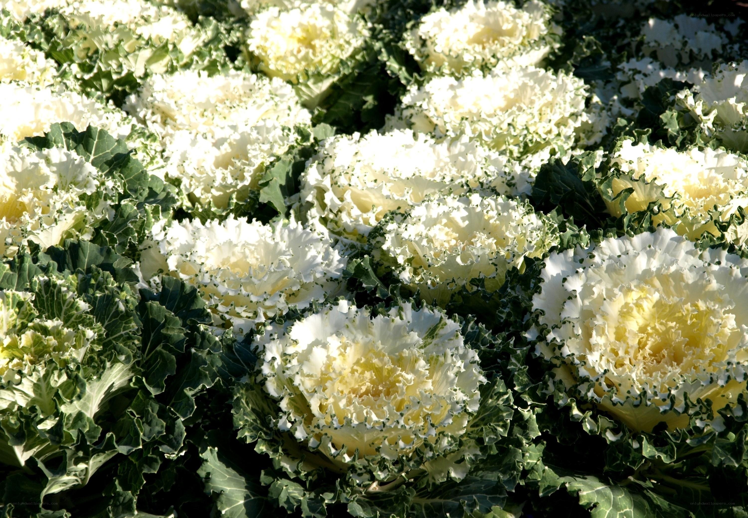 White ornamental kale plants