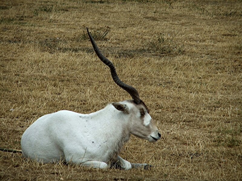 White Oryx Lying Down