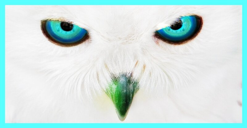 White Owl Face — Intense