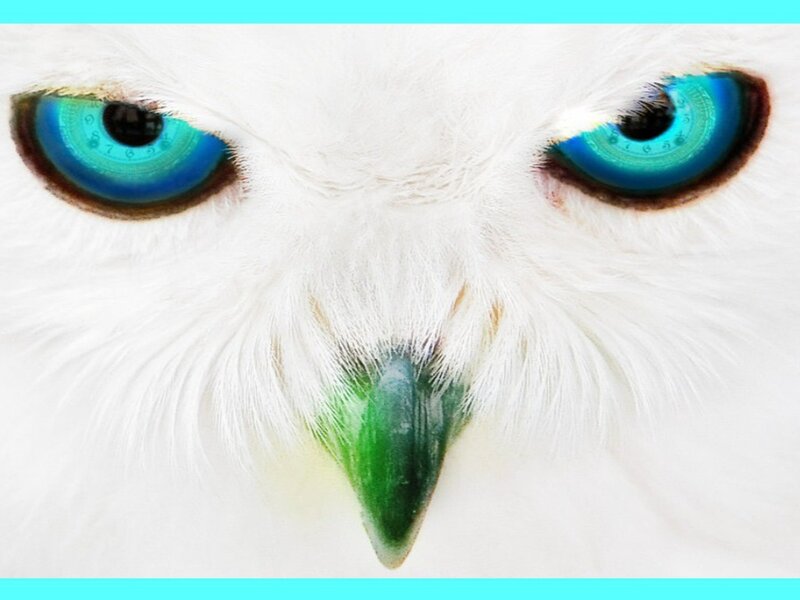 White Owl Face