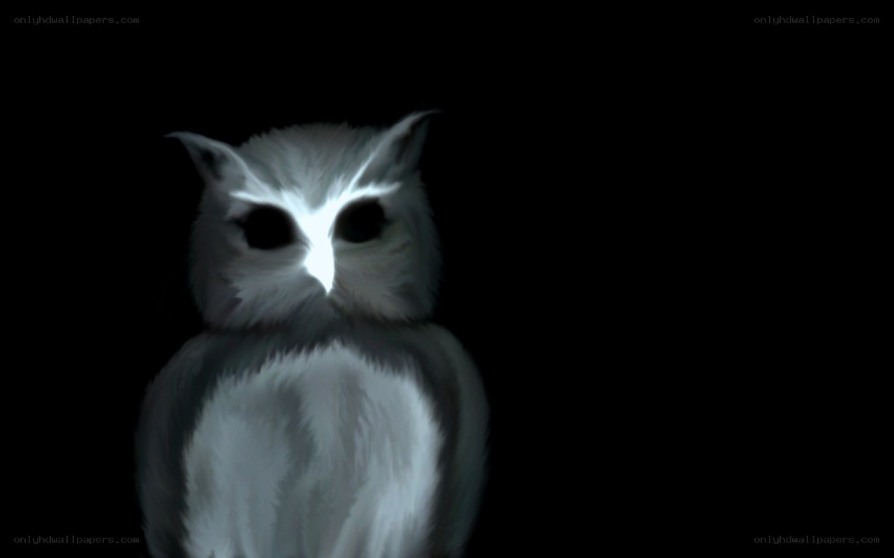 white owl in darkness