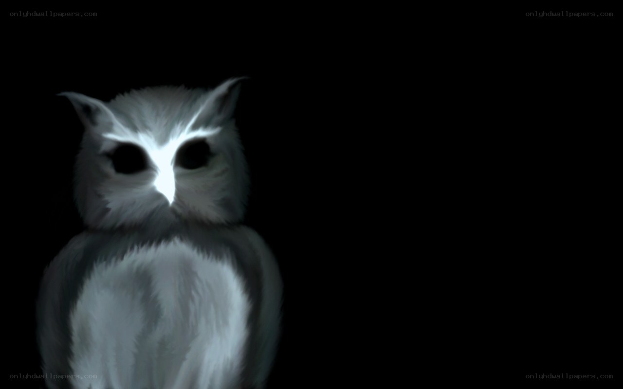 white owl in darkness