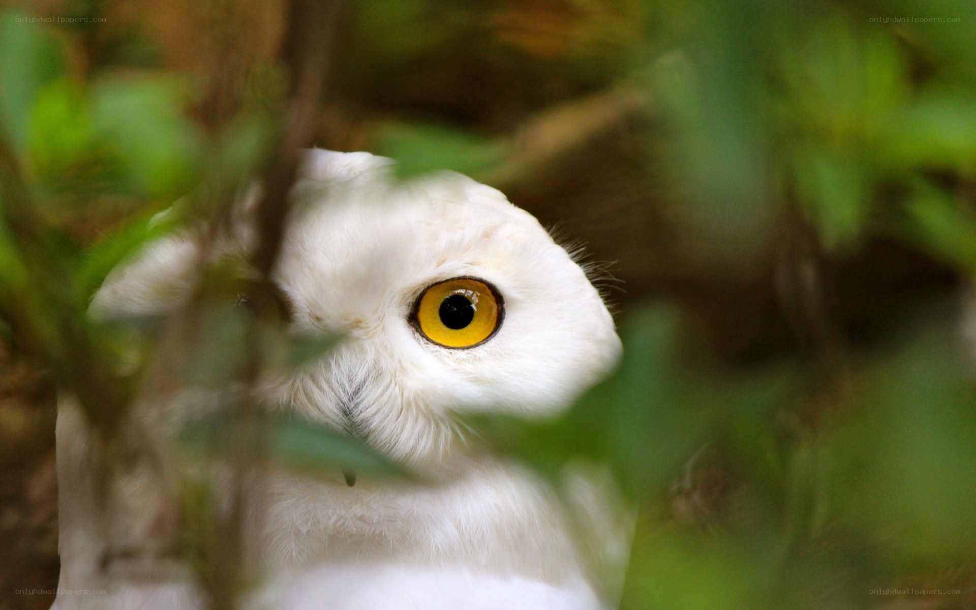 white owl in foliage