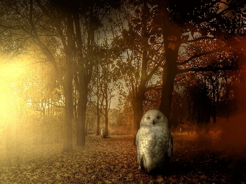 White Owl in Forest
