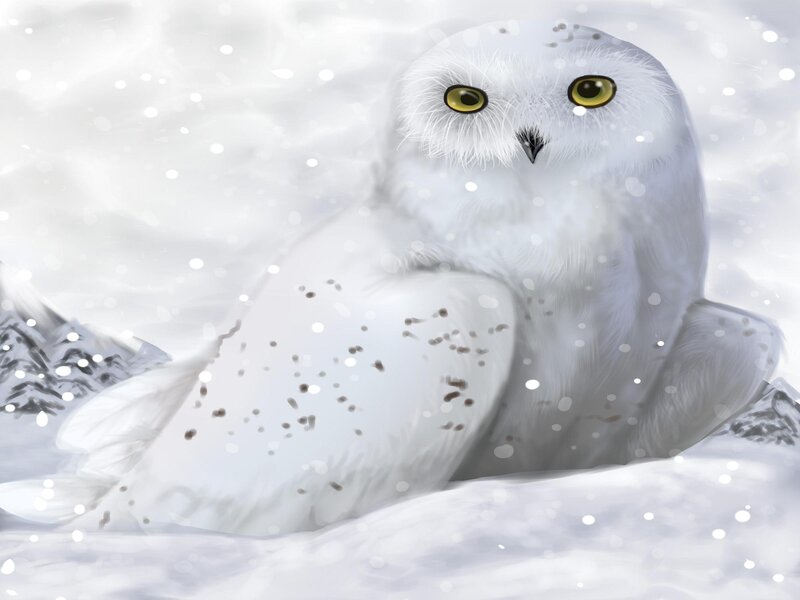 White Owl in Snow