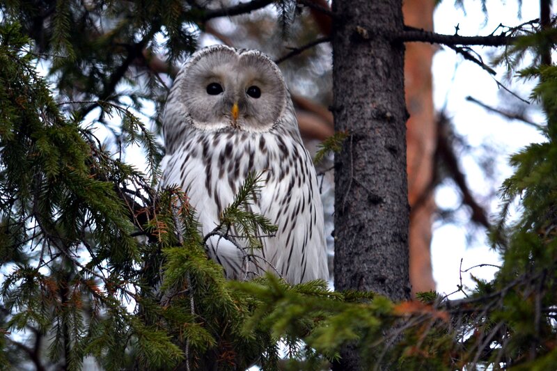 White Owl in Tree — Calm