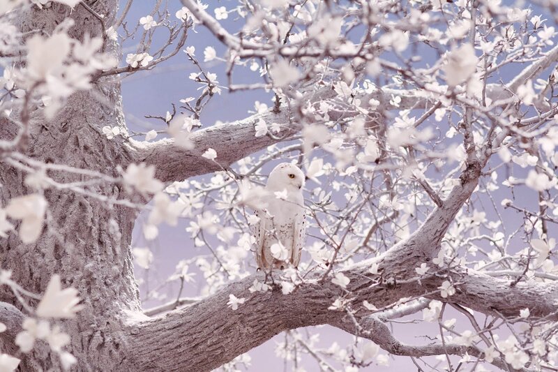 White Owl in Tree
