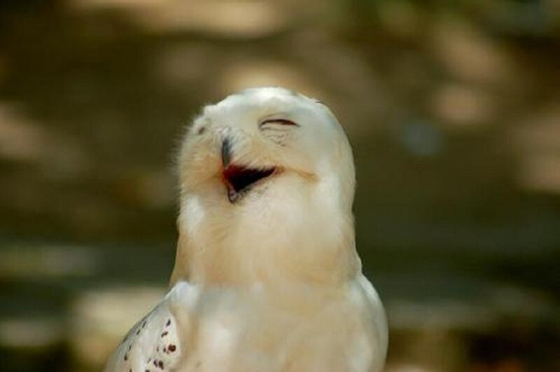 White Owl Laughing