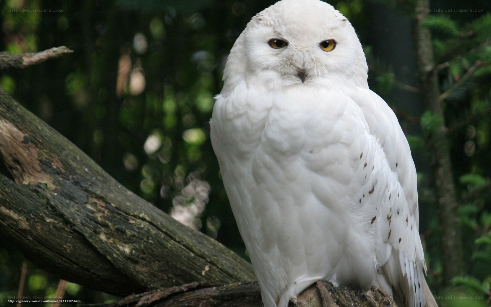 white owl on a branch
