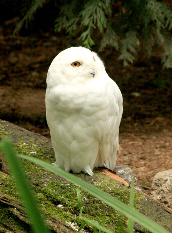 White owl on a log