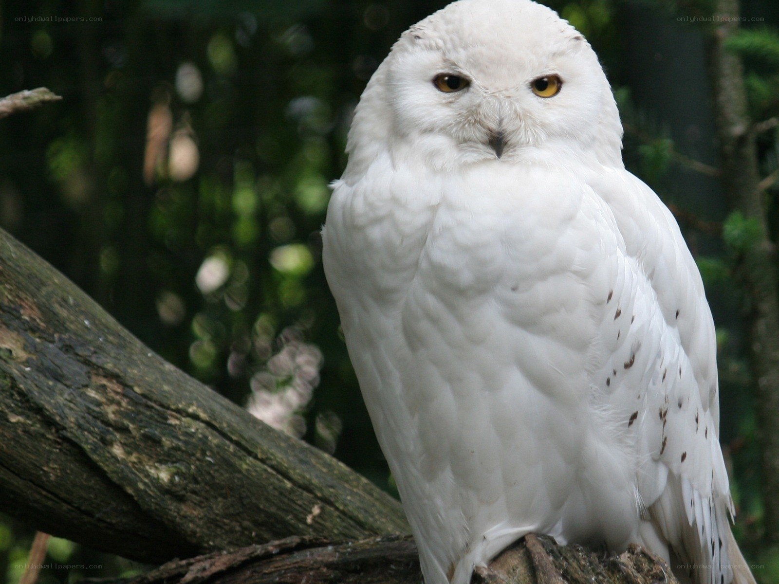White owl on a tree branch