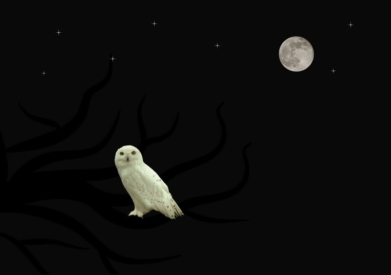 White Owl on Branch — Black, Serene