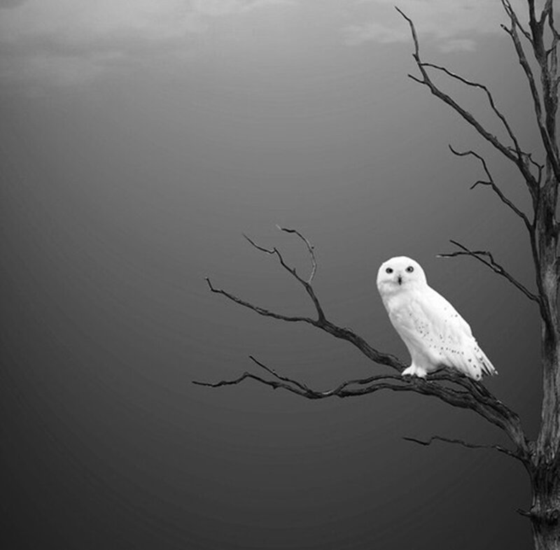 White Owl on Branch — Black