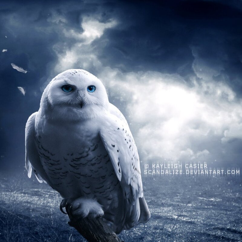 White Owl on Branch — Blue