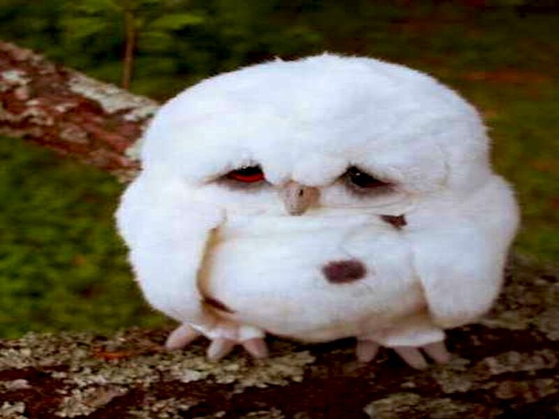 White Owl on Branch — Calm