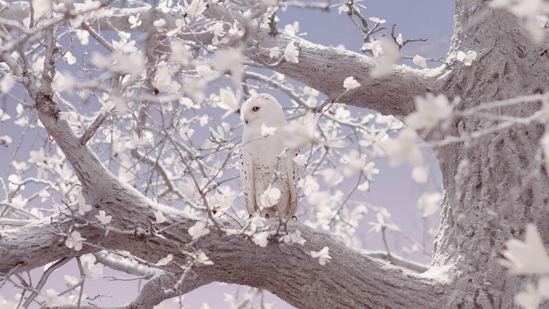 White Owl on Tree Branch — Serene