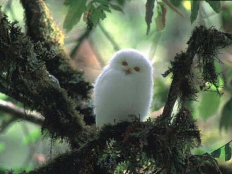 White Owl on Tree Branch