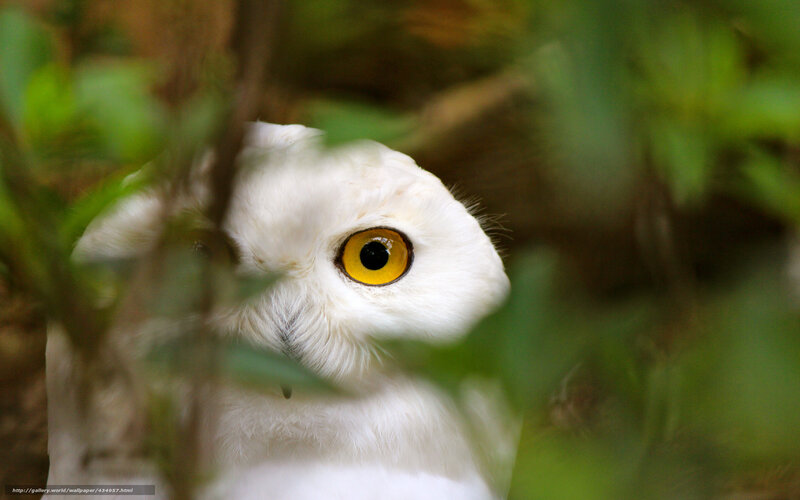 white owl peeking through leaves