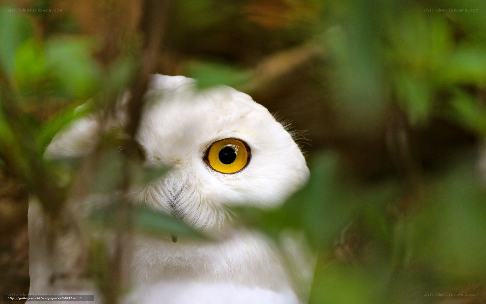 white owl peeking through leaves