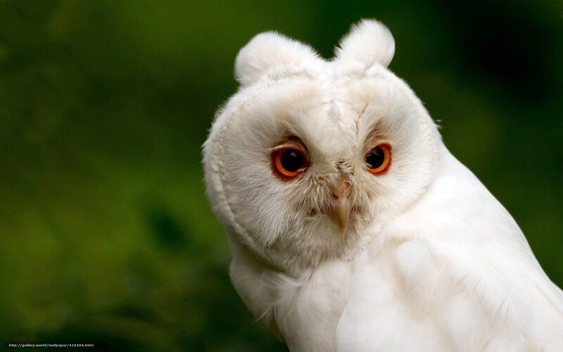 White Owl with Orange Eyes — Alert, Photograph