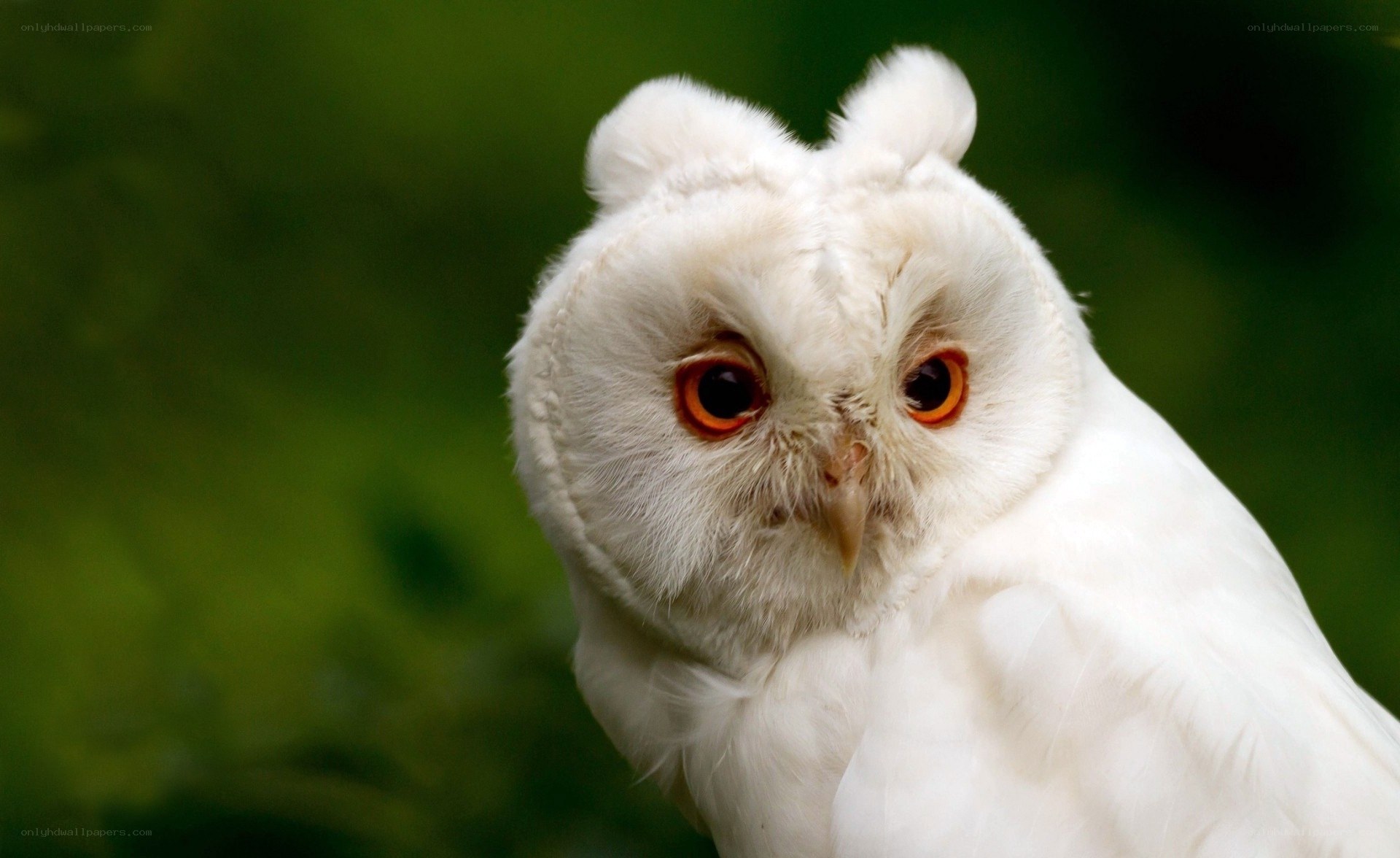 white owl with orange eyes