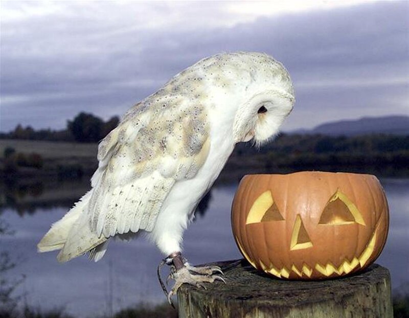 White Owl with Pumpkin