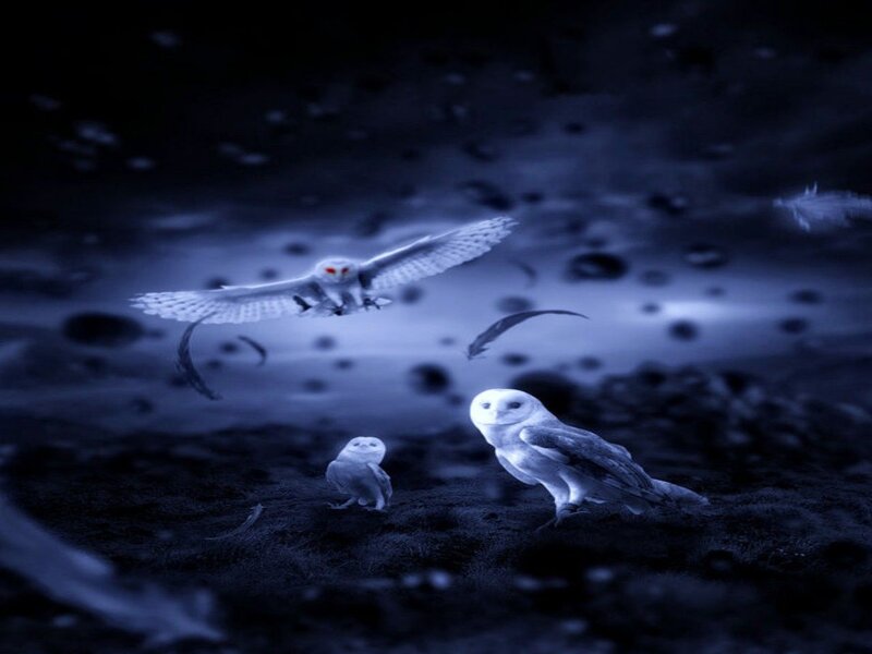 White Owls in Flight