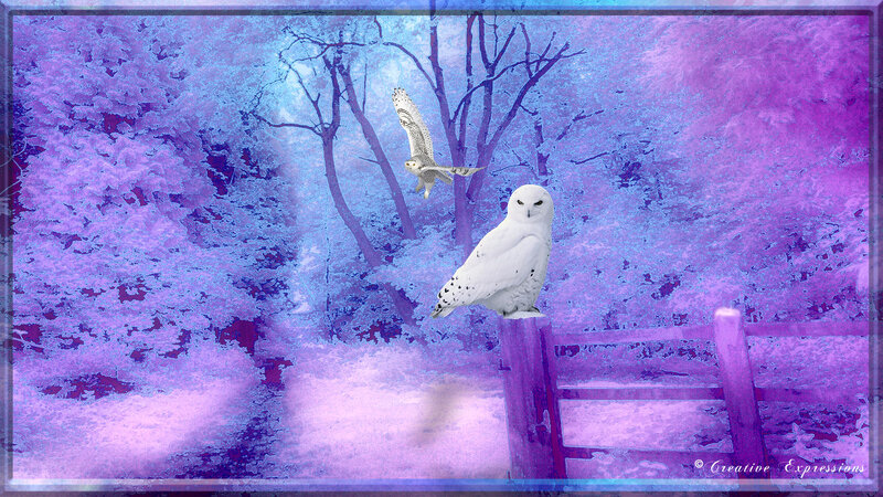 White Owls in Forest