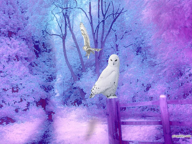 White Owls in Winter