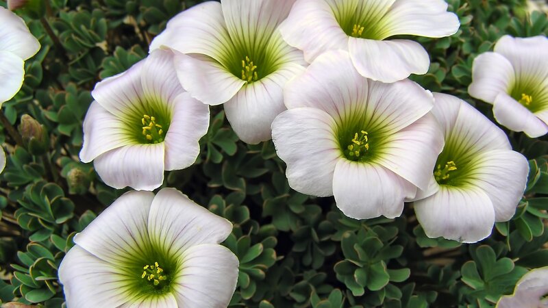 White Oxalis Flowers — Calm, Spring, Photograph