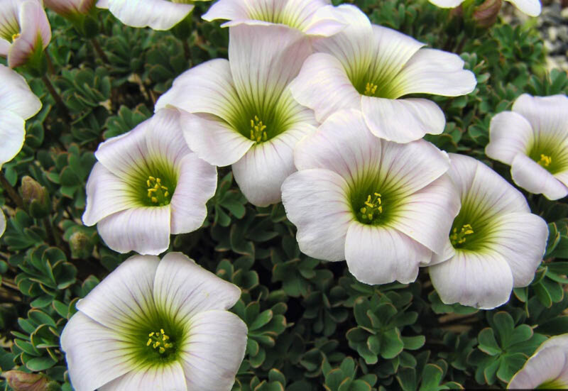 White Oxalis Flowers — Calm, Spring
