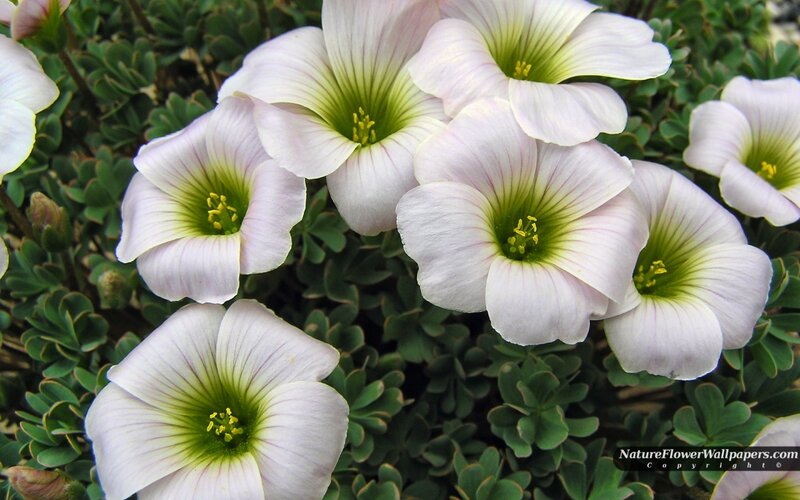 White Oxalis Flowers
