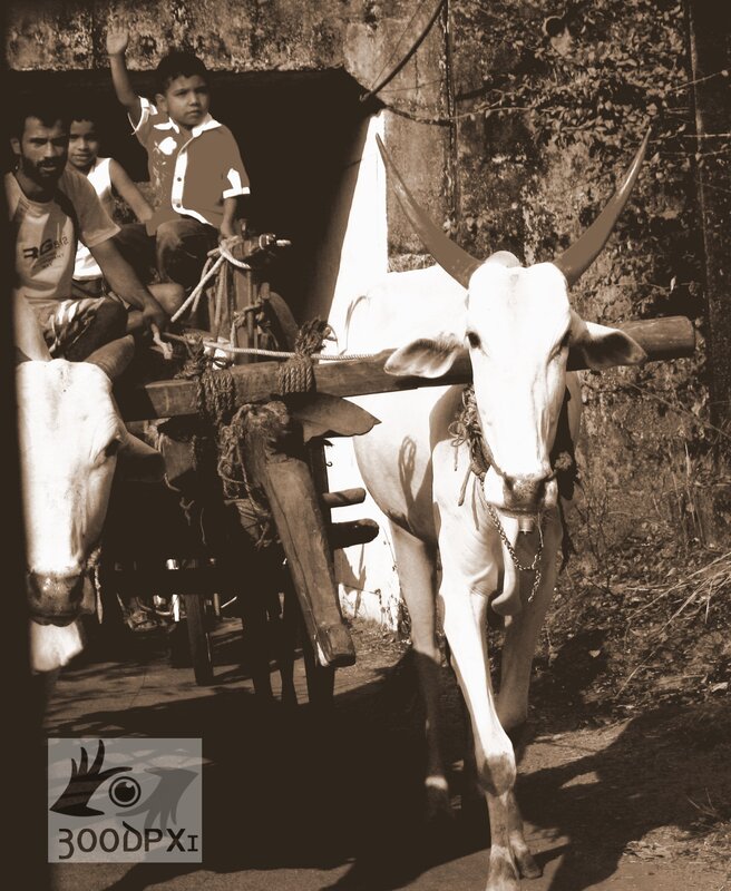 White Oxen Pulling Cart — Brown