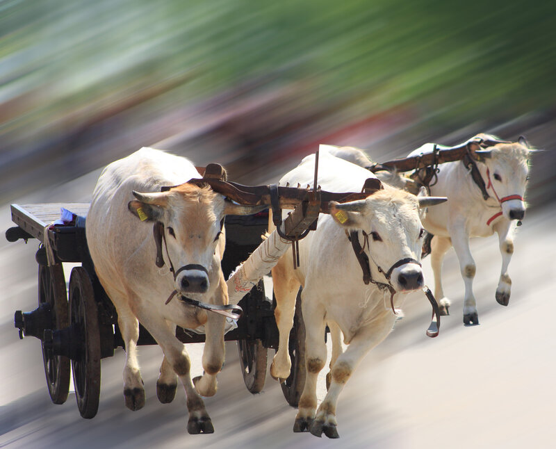 White Oxen Pulling Cart